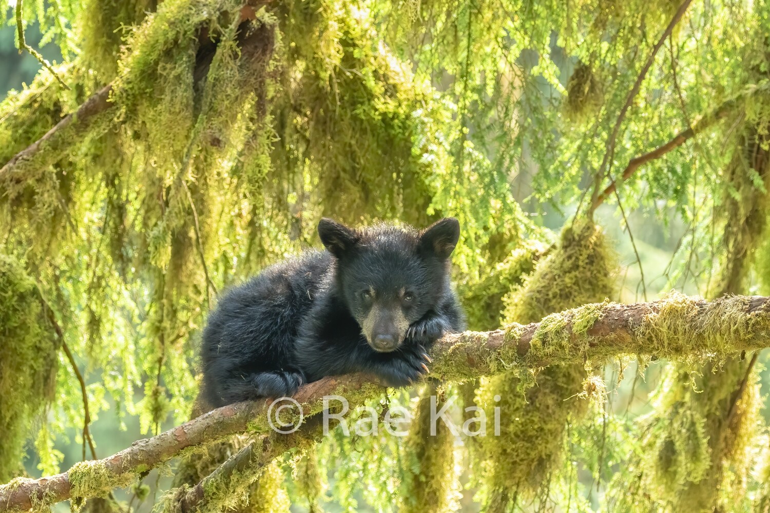 All Curled Up-Traditional Photo