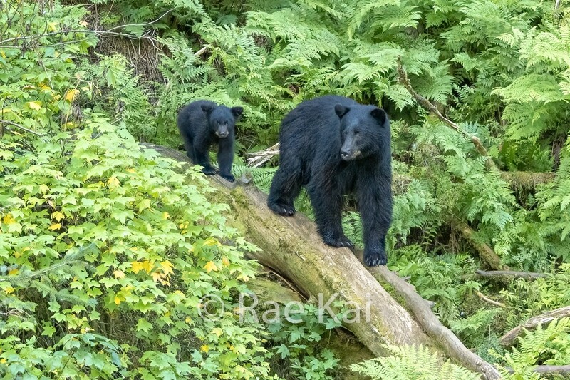Follow The Leader-Traditional Photo