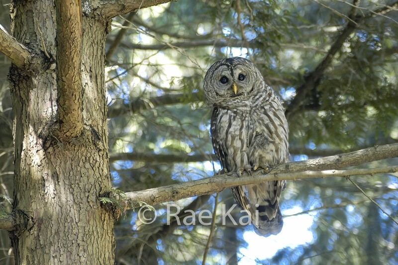 Forest Barred Owl-Traditional Photo