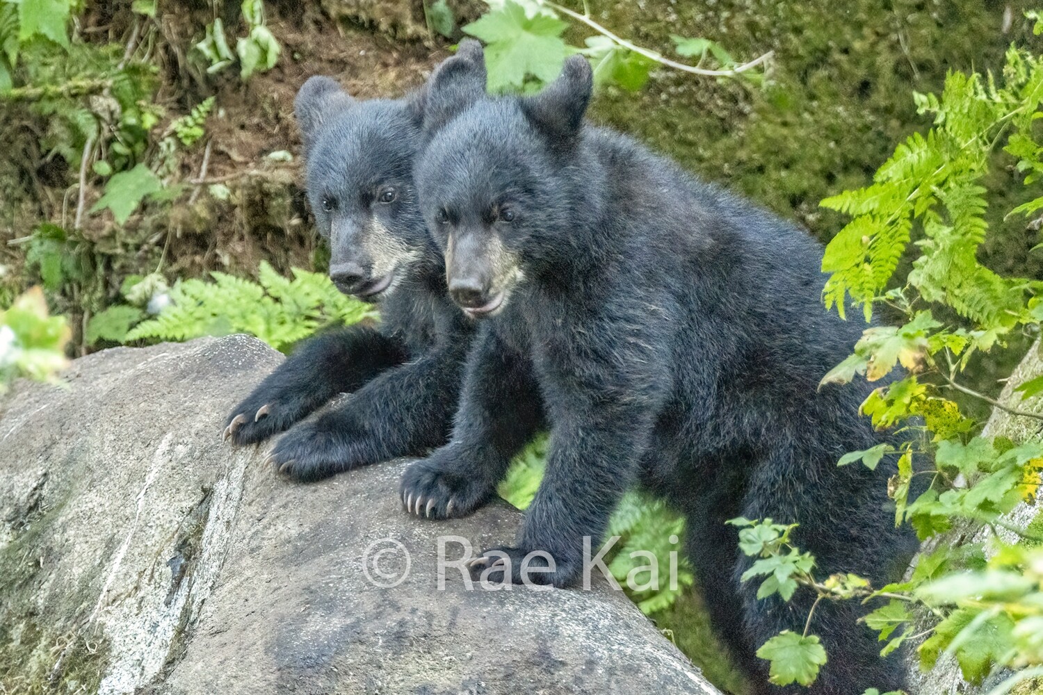 Double Trouble-Traditional Photo