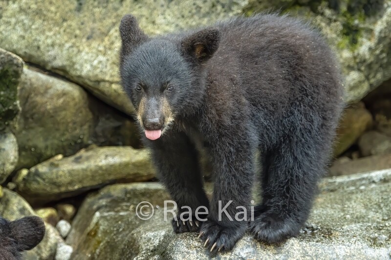 Silly Cub-Traditional Photo