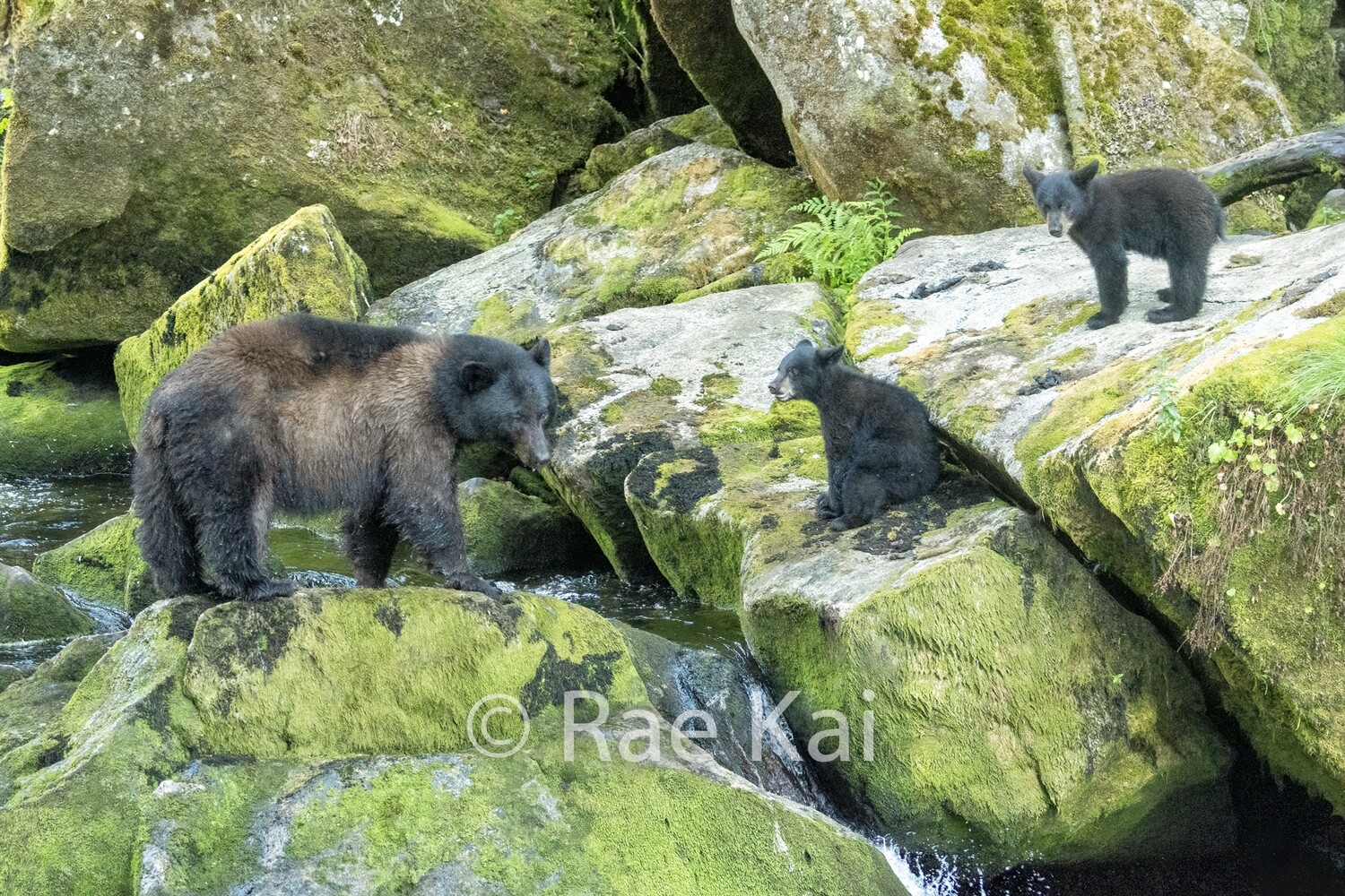 Waterfall Bears-Traditional Photo