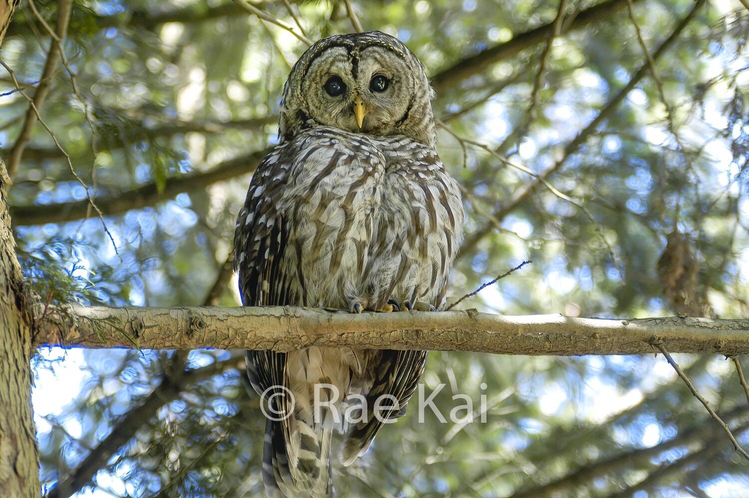 Barred Owl-Traditional Photo