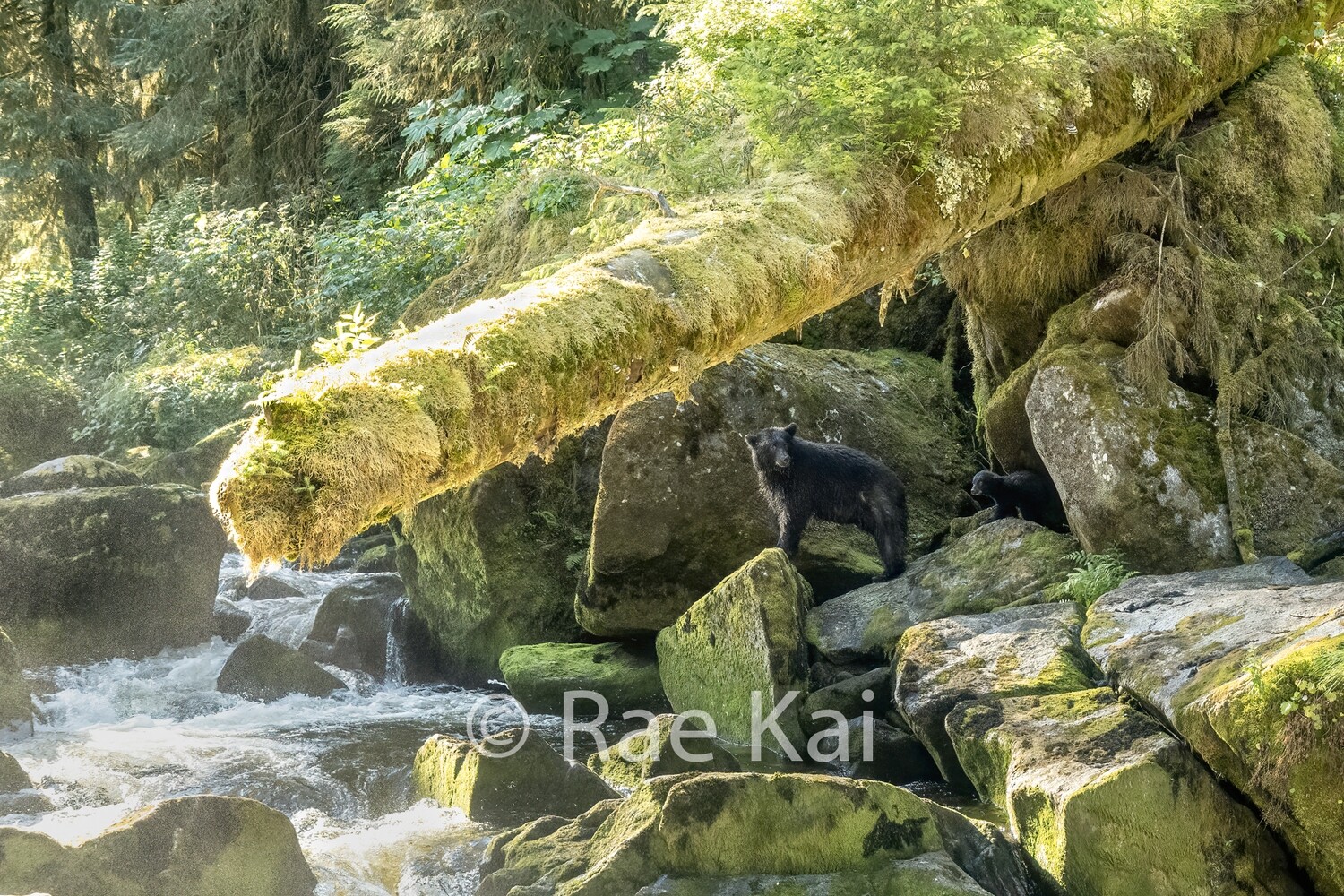 Morning By The River-Traditional Photo