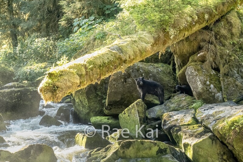 Morning By The River-Traditional Photo