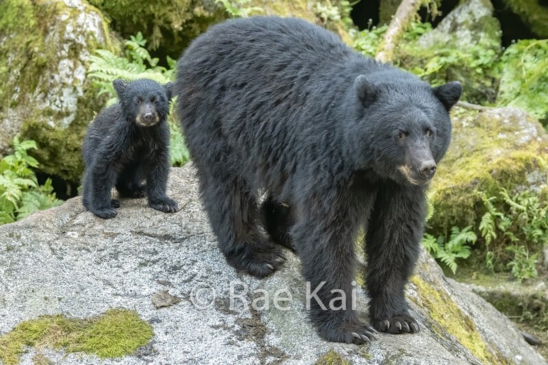 Moms Protection-Traditional Photo