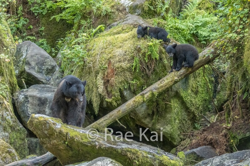 Rainforest Family-Traditional Photo
