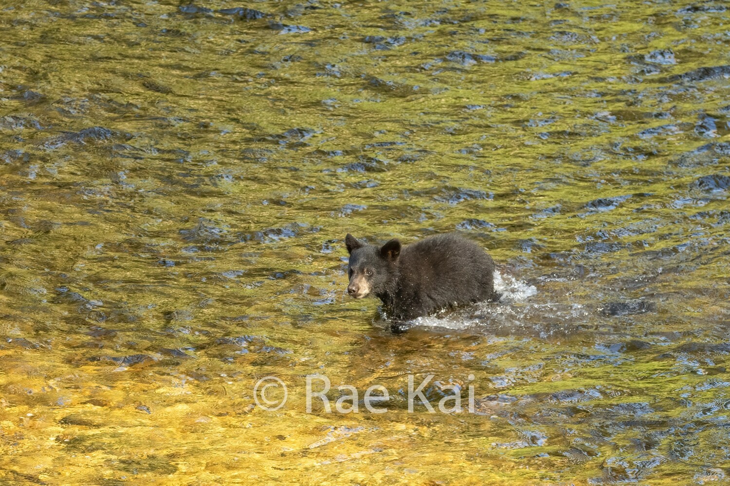 Wading Cub-Traditional Photo