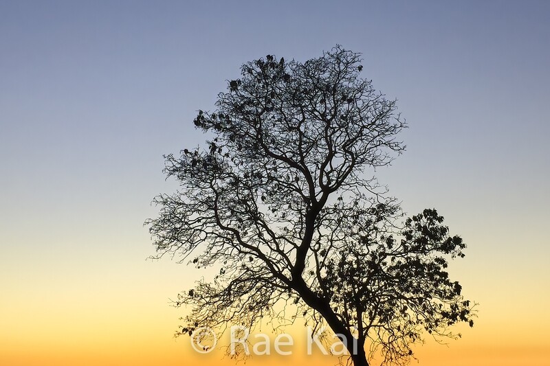Sunset Tree Silhouette-Traditional Photo