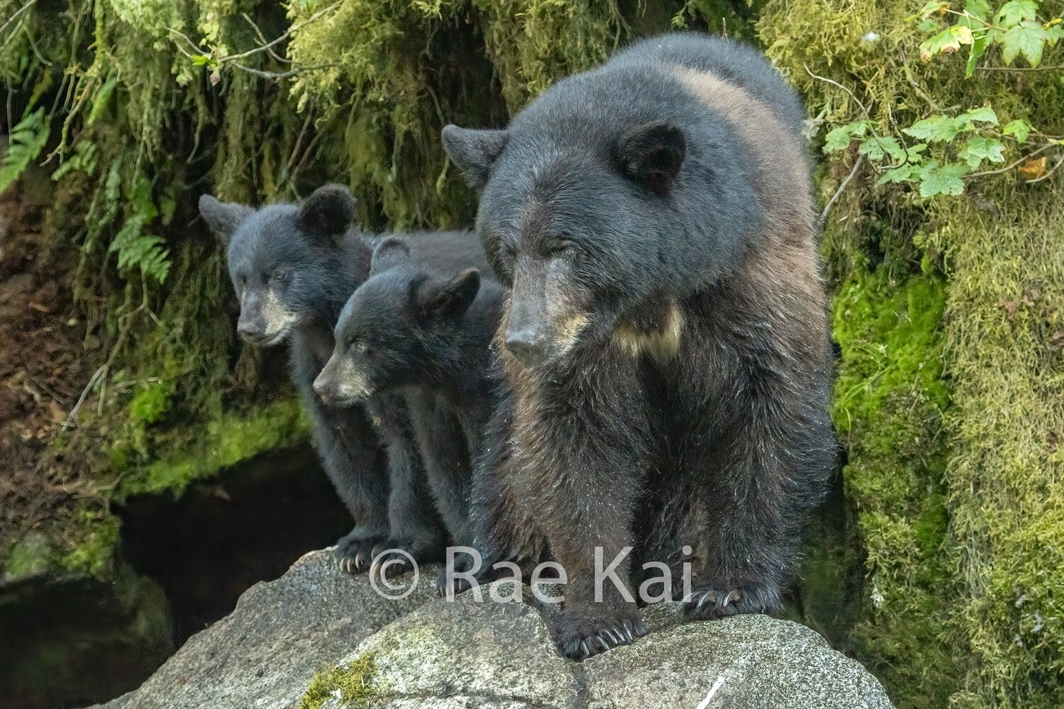 Side By Side-Traditional Photo