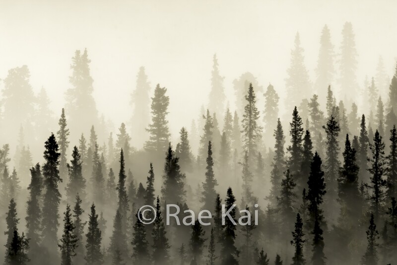 Forest Silhouette-Traditional Photo