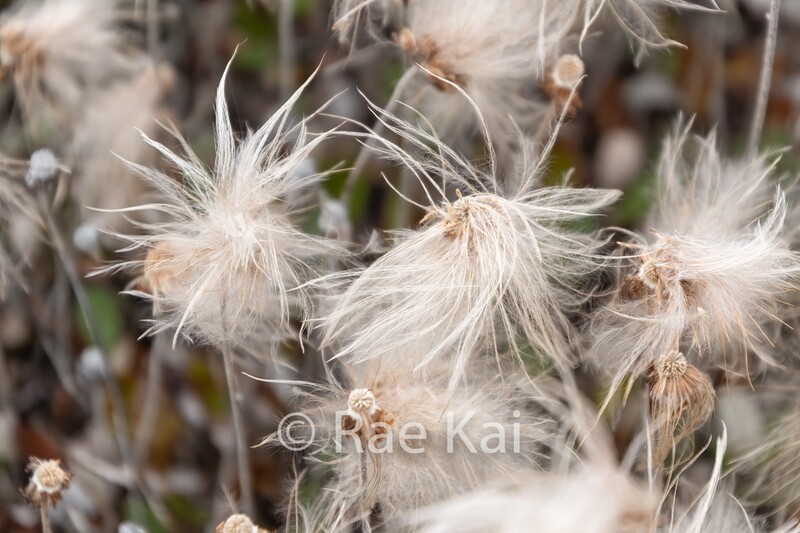 Cottongrass-Traditional Photo