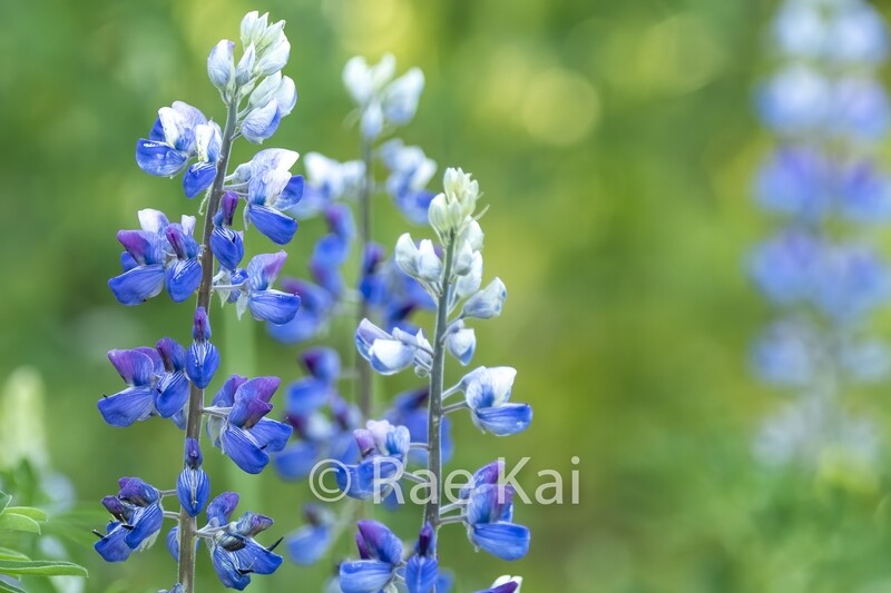 Lupine Tops-Traditional Photo