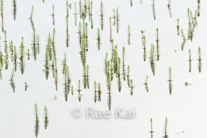 Mini Forest Reflection-Traditional Photo