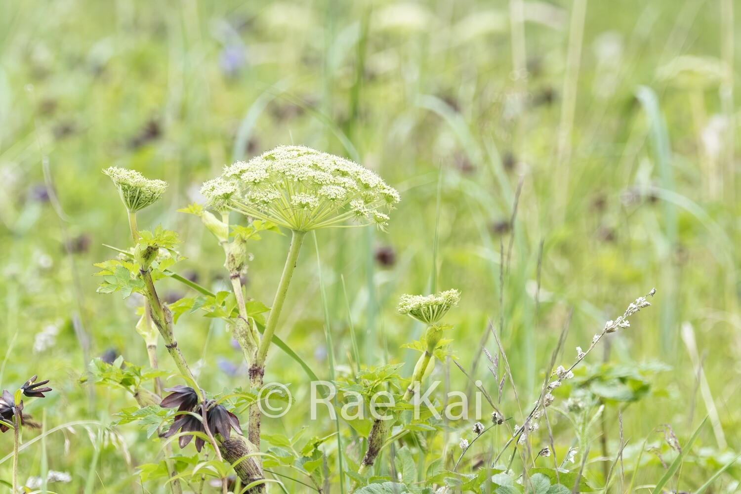 Parsnip Meadow-Traditional Photo