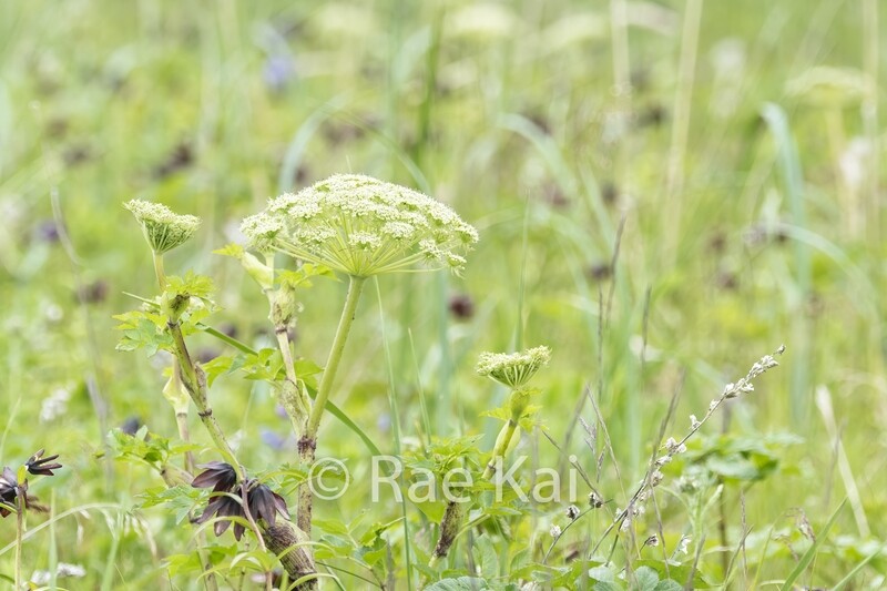 Parsnip Meadow-Traditional Photo