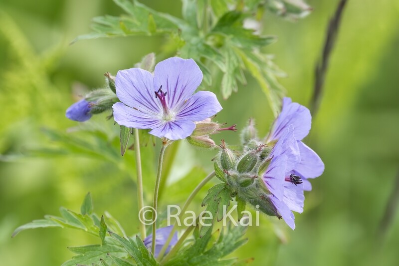 Wild Geranium-Traditional Photo
