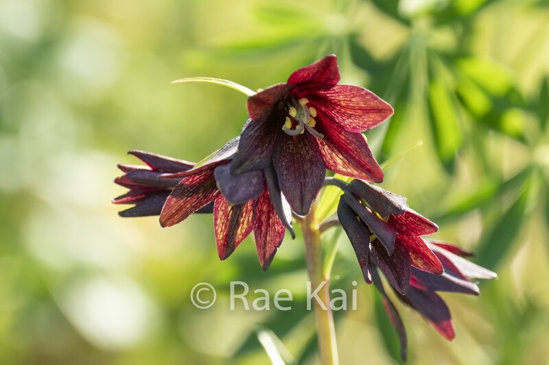 Chocolate Lily-Traditional Photo