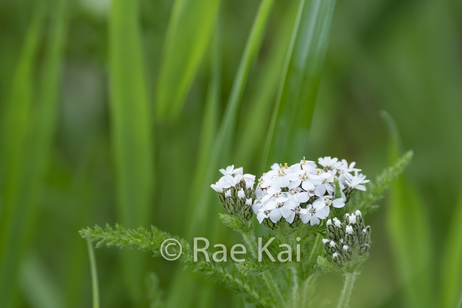 Wild Yarrow-Traditional Photo
