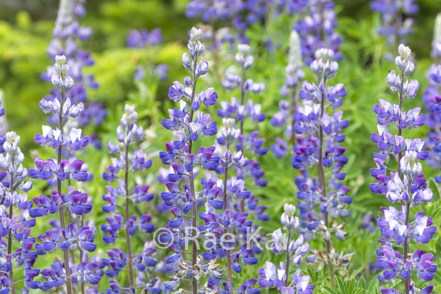 Lupine Field-Traditional Photo