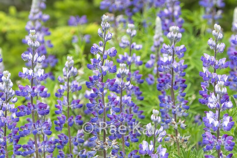 Lupine Field-Traditional Photo