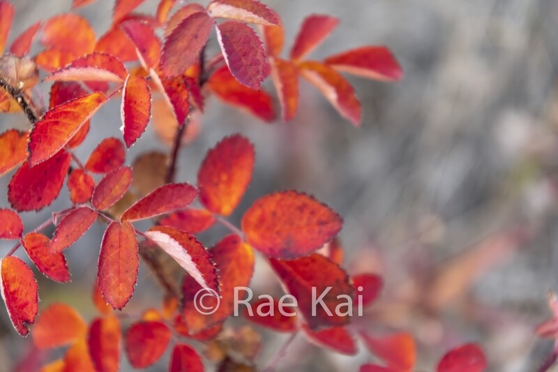 Red Alder-Traditional Photo