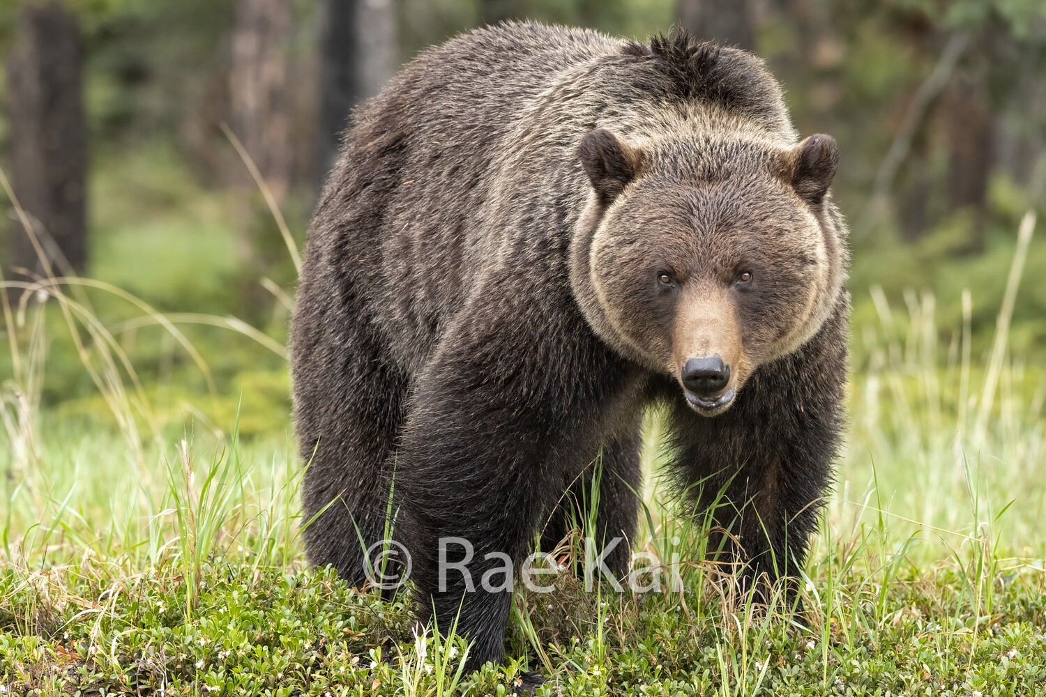 Grizzly Gaze-Traditional Photo