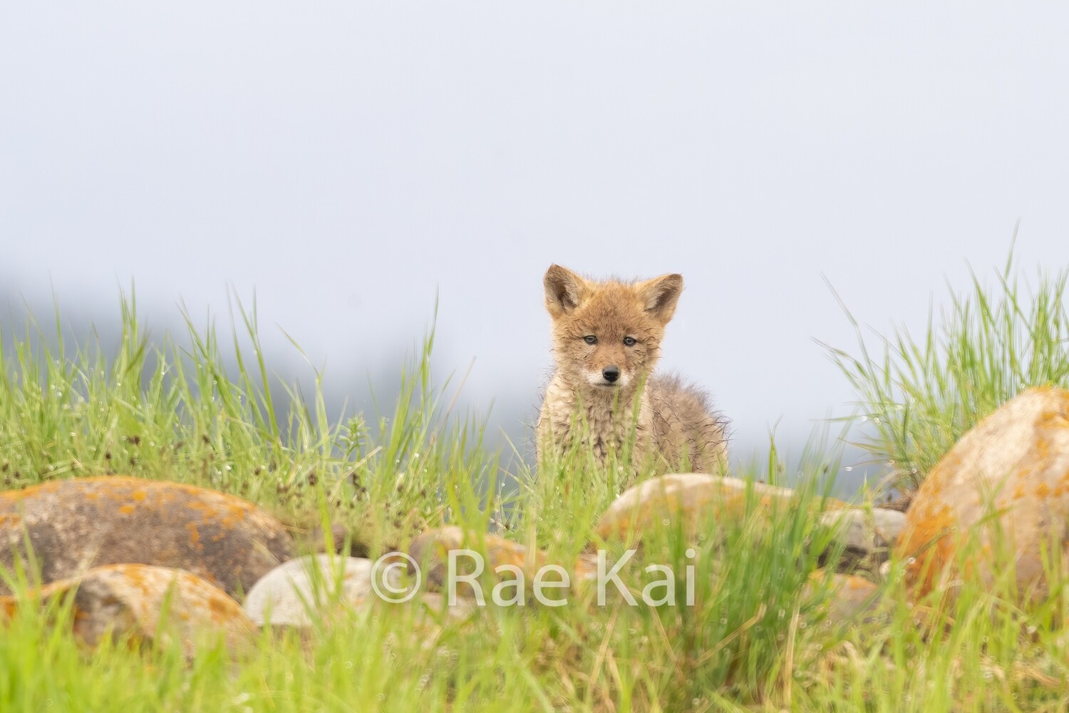 Coyote Pup-Traditional Photo