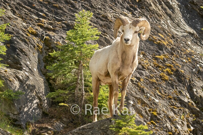 Ridge Stance-Traditional Photo