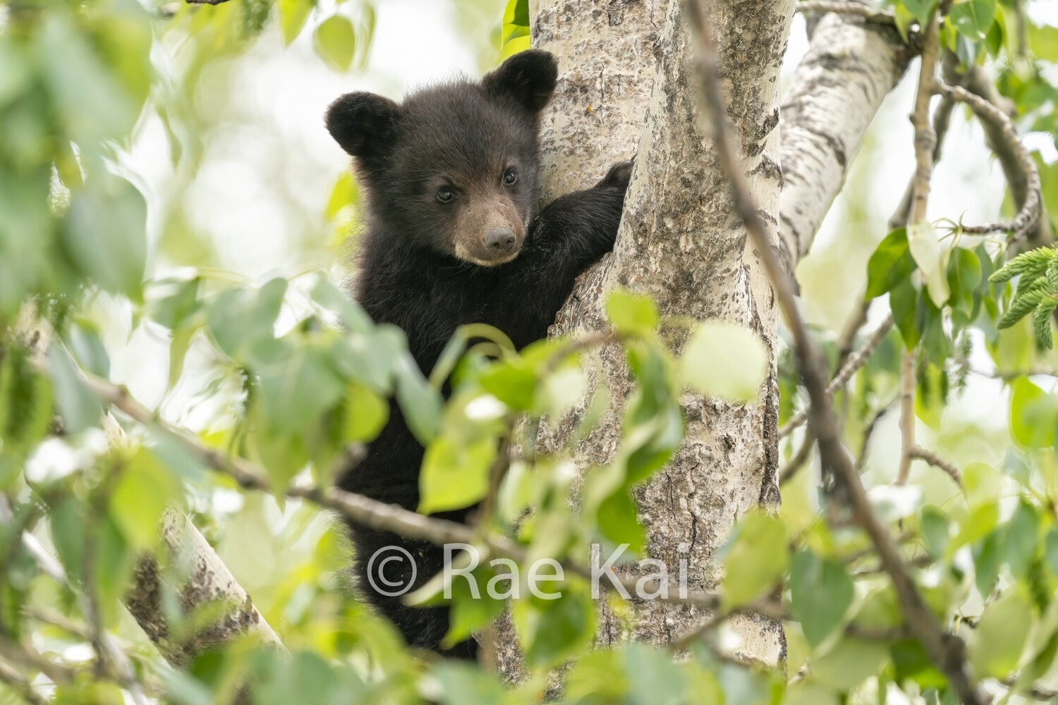 Tree Hugger Cub-Traditional Photo