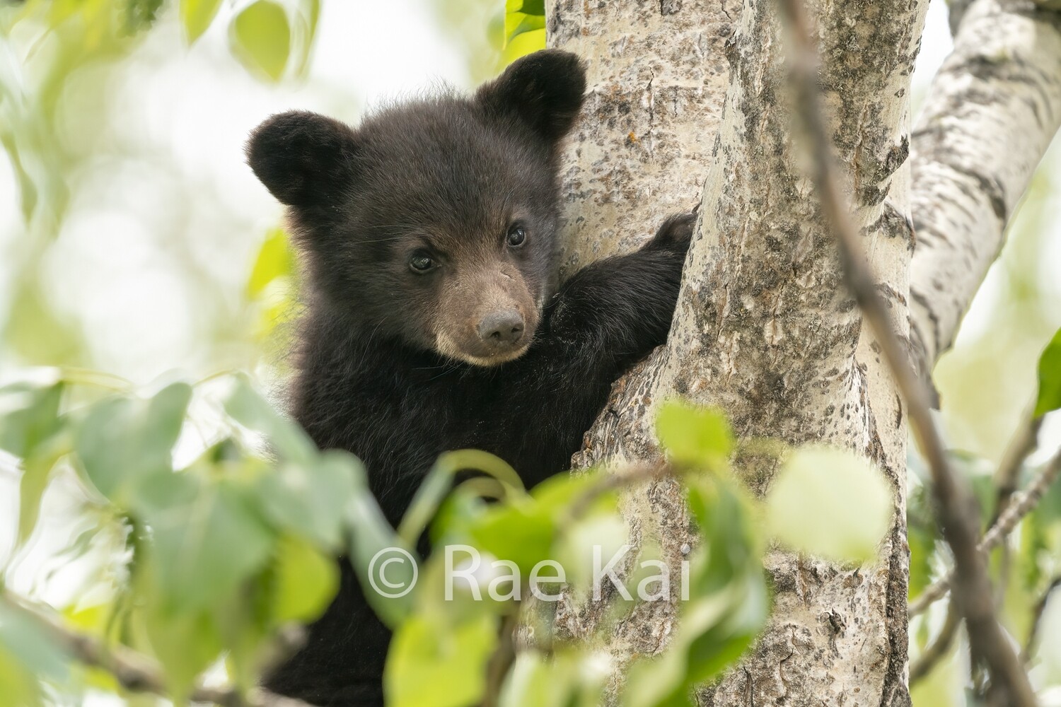 Tree Climber Closeup-Traditional Photo
