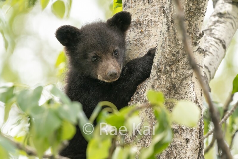 Tree Climber Closeup-Traditional Photo