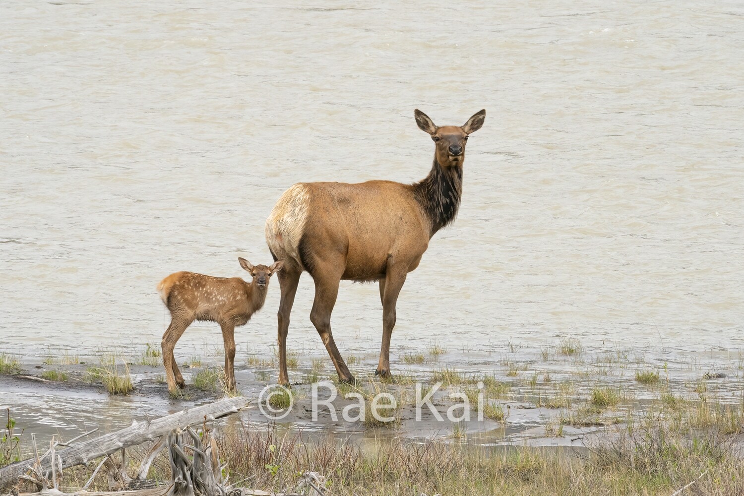 Mama And Calf-Traditional Photo
