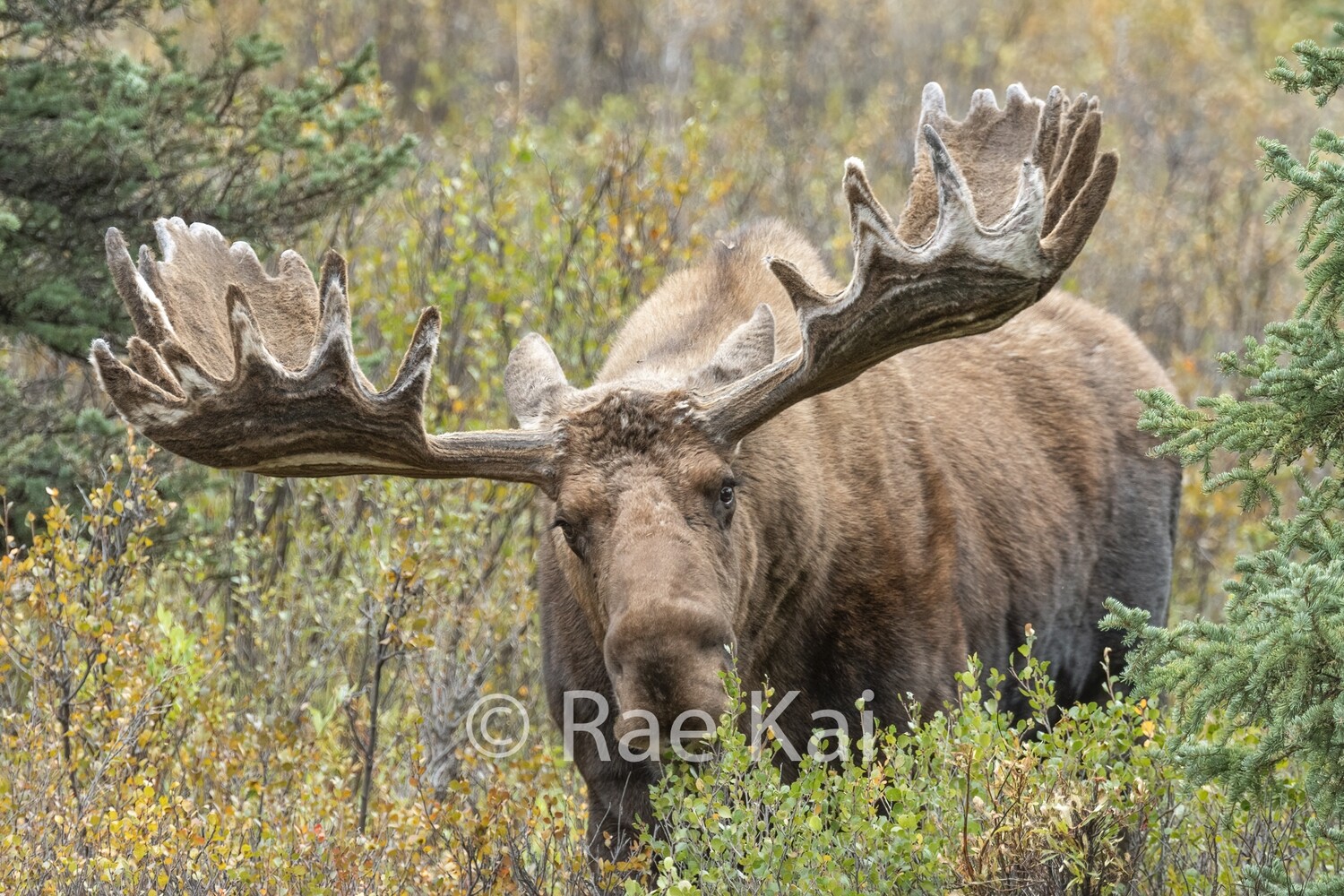 Cappuccino Antlers-Traditional Photo