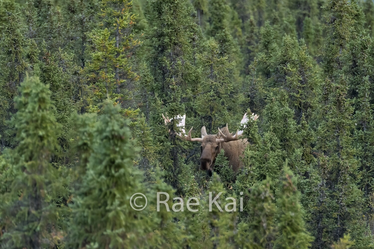 Forest Moose-Traditional Photo