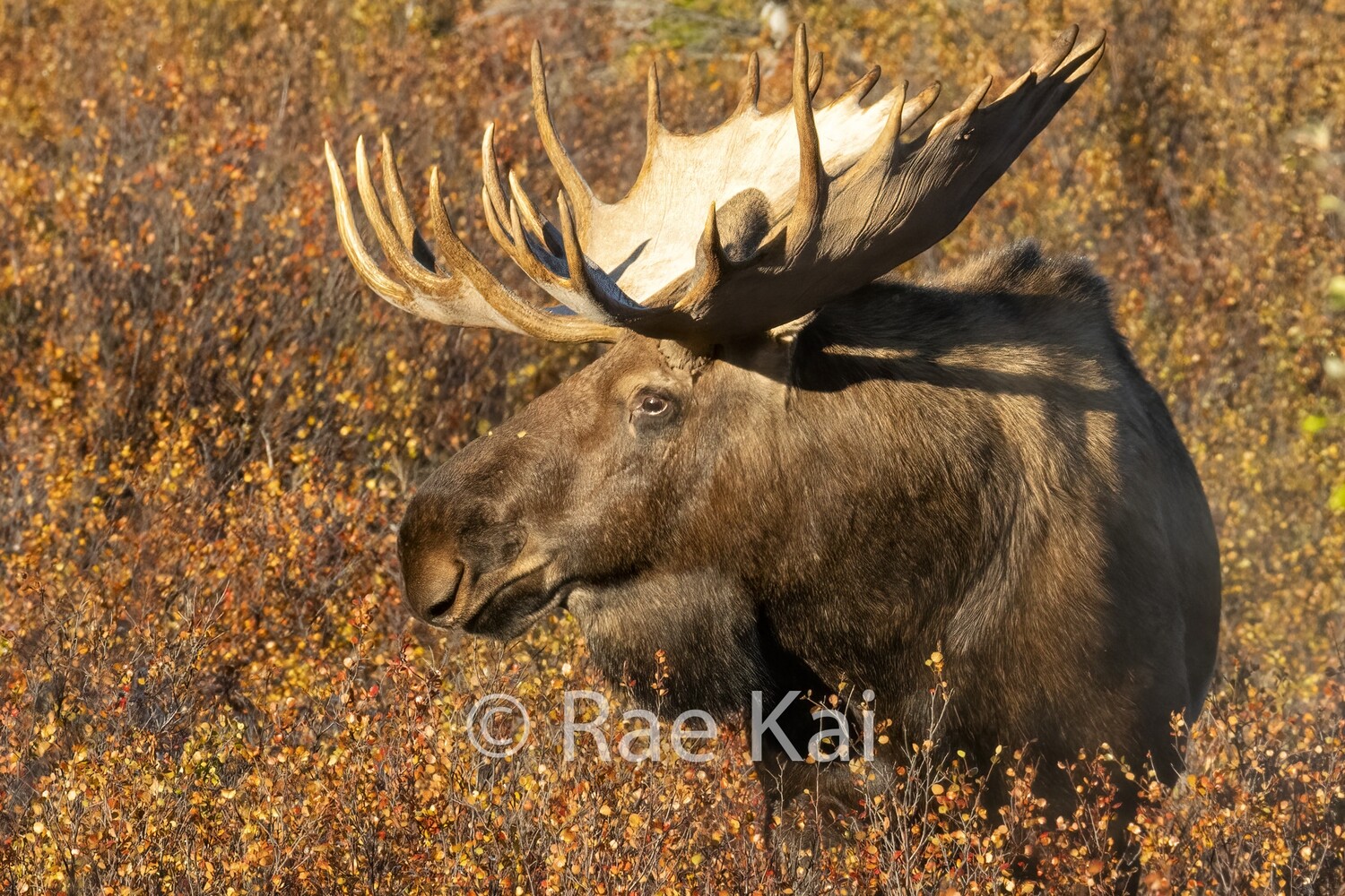 Autumn Headshot-Traditional Photo