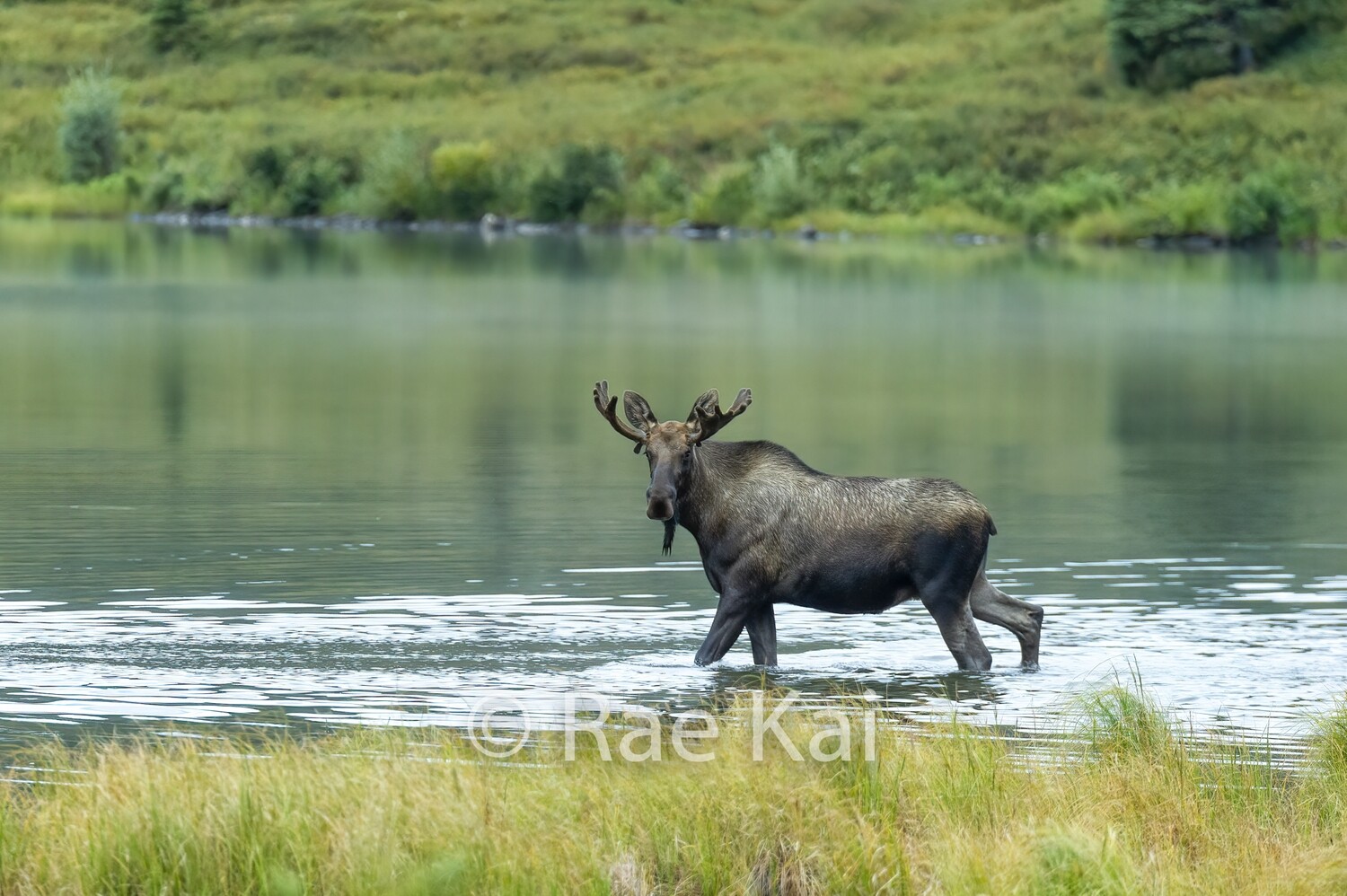 Lake Crossing-Traditional Photo