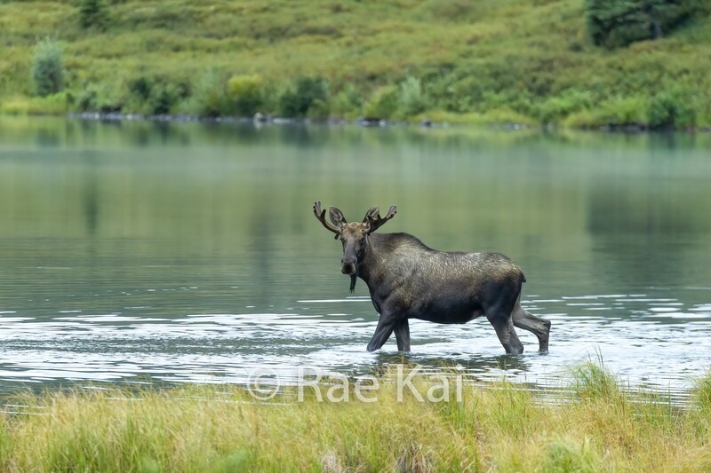 Lake Crossing-Traditional Photo