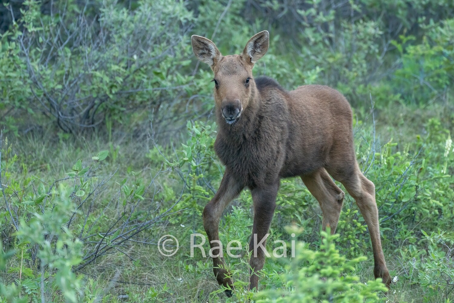 Moose Calf-Traditional Photo
