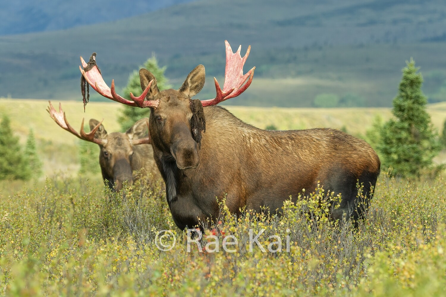 Moose Mirror-Traditional Photo