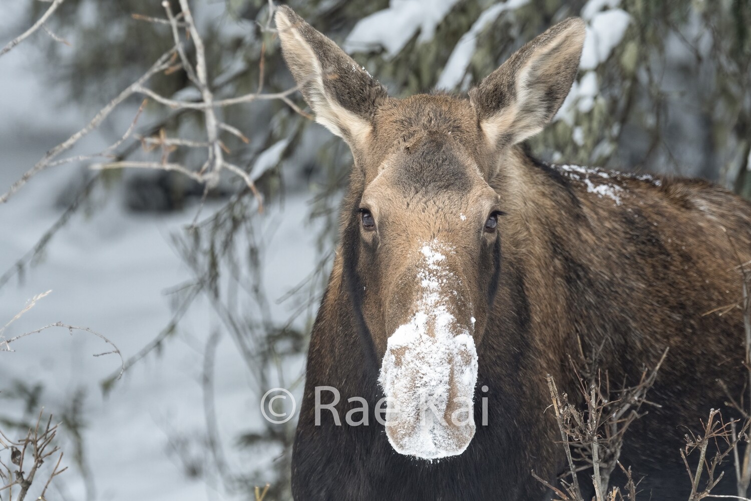 Snowy Nose-Traditional Photo