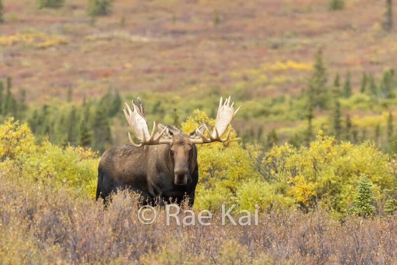 Moose Look-Traditional Photo