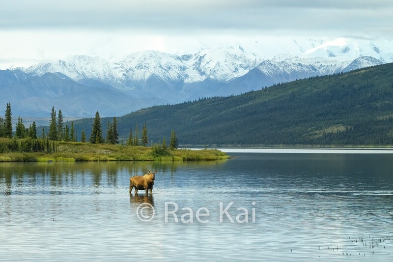 Lake Spotlight-Traditional Photo