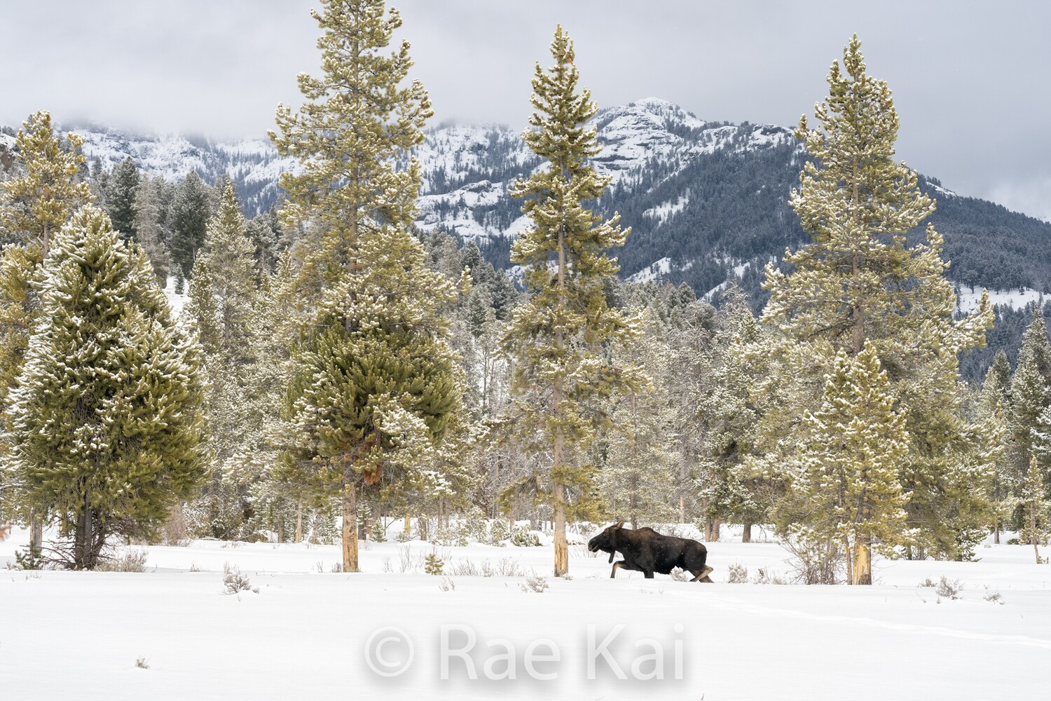 Moose Meadow-Traditional Photo