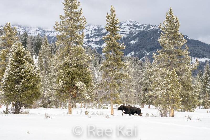 Moose Meadow-Traditional Photo