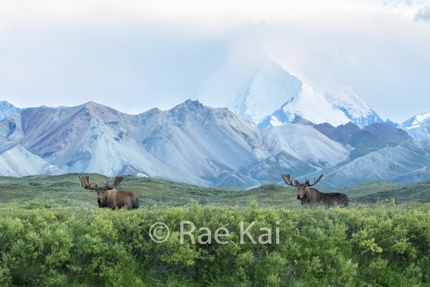 Moosescape-Traditional Photo