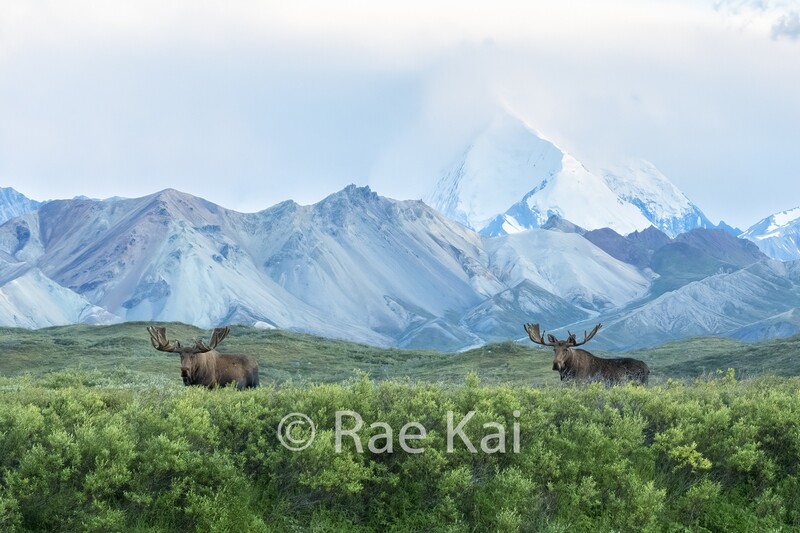 Moosescape-Traditional Photo