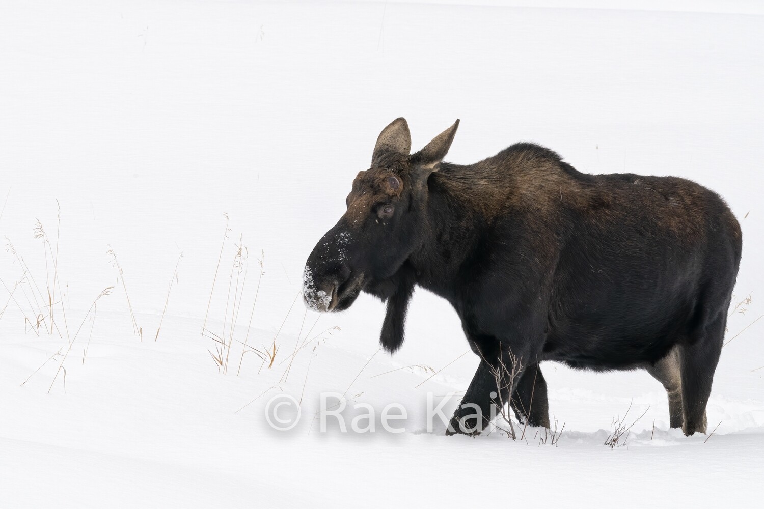 Snow Walk-Traditional Photo