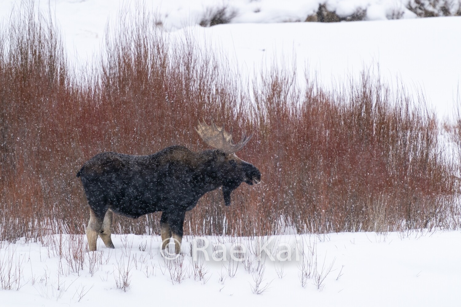 Willows Moose-Traditional Photo