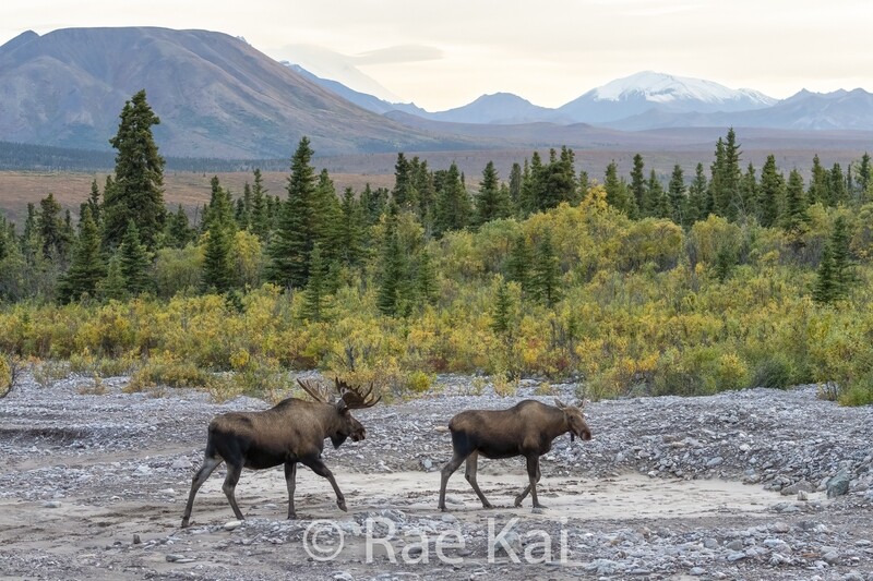 Moose Courtship-Traditional Photo